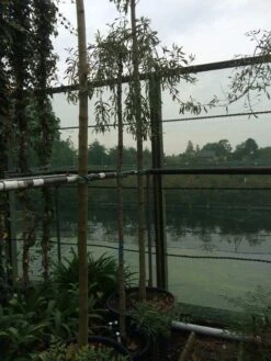 Treursierpeer (Pyrus Salicifolia 'Pendula') -Tuinplanten Winkel pyrus sal. pendula 12 14cm 2