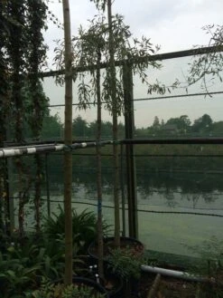 Treursierpeer (Pyrus Salicifolia 'Pendula') -Tuinplanten Winkel pyrus sal pendula 1