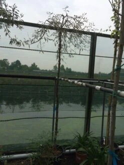 Treursierpeer (Pyrus Salicifolia 'Pendula') -Tuinplanten Winkel pyrus sal pendula 2