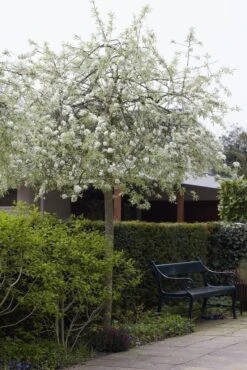 Treursierpeer (Pyrus Salicifolia 'Pendula') -Tuinplanten Winkel pyrus salicifolia pendula