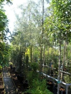 Treursierpeer (Pyrus Salicifolia 'Pendula') -Tuinplanten Winkel pyrus salicifolia pendula 12 14 16ho doorgaande kop 1