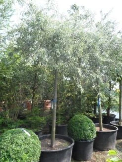 Treursierpeer (Pyrus Salicifolia 'Pendula') -Tuinplanten Winkel pyrus salicifolia pendula 20 25ho c200