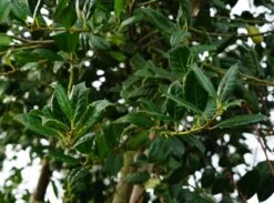 Steeneik Als Boom (Quercus Ilex) 23 Steeneik Als Boom (Quercus Ilex) -Tuinplanten Winkel qeurcus ilex blad lm11