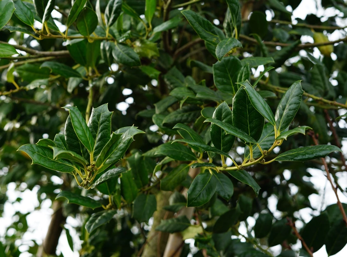 Steeneik Als Boom (Quercus Ilex) 6 Steeneik Als Boom (Quercus Ilex) - Afbeelding 4