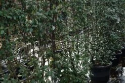 Steeneik Als Leivorm (Quercus Ilex) -Tuinplanten Winkel qeurcus ilex leivorm lm01