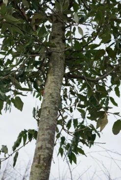 Steeneik Als Boom (Quercus Ilex) 26 Steeneik Als Boom (Quercus Ilex) -Tuinplanten Winkel qeurcus ilex stam lm05