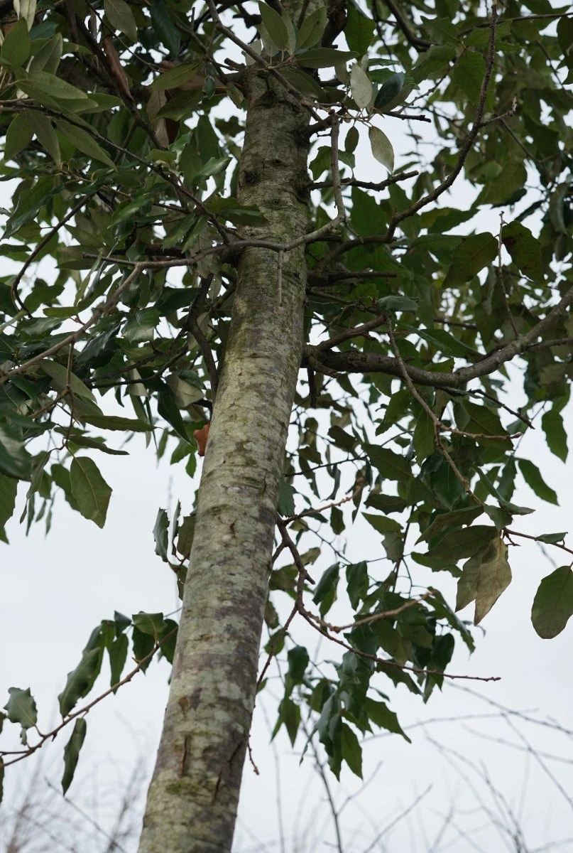 Steeneik Als Boom (Quercus Ilex) 9 Steeneik Als Boom (Quercus Ilex) - Afbeelding 7