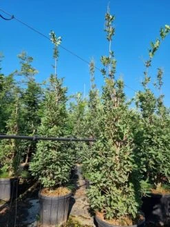 Tuinplanten Winkel -Tuinplanten Winkel quercus