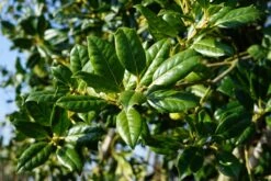 Steeneik Als Struik (Quercus Ilex) -Tuinplanten Winkel quercus ilex blad lm23 2