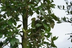 Steeneik Als Boom (Quercus Ilex) 22 Steeneik Als Boom (Quercus Ilex) -Tuinplanten Winkel quercus ilex steeneik blad lm03