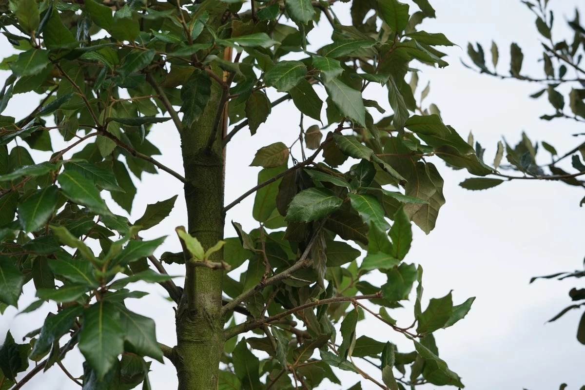 Steeneik Als Boom (Quercus Ilex) 5 Steeneik Als Boom (Quercus Ilex) - Afbeelding 3