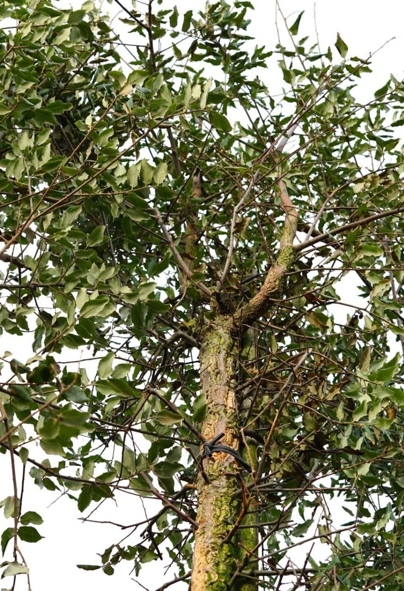 Kurkeik (Quercus Suber) 8 Kurkeik (Quercus Suber) - Afbeelding 6