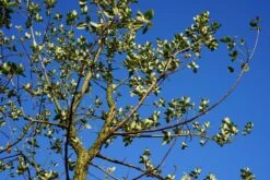 Kurkeik (Quercus Suber) 16 Kurkeik (Quercus Suber) -Tuinplanten Winkel quercus suber kurkeik lm01