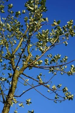 Kurkeik (Quercus Suber) 17 Kurkeik (Quercus Suber) -Tuinplanten Winkel quercus suber kurkeik lm03