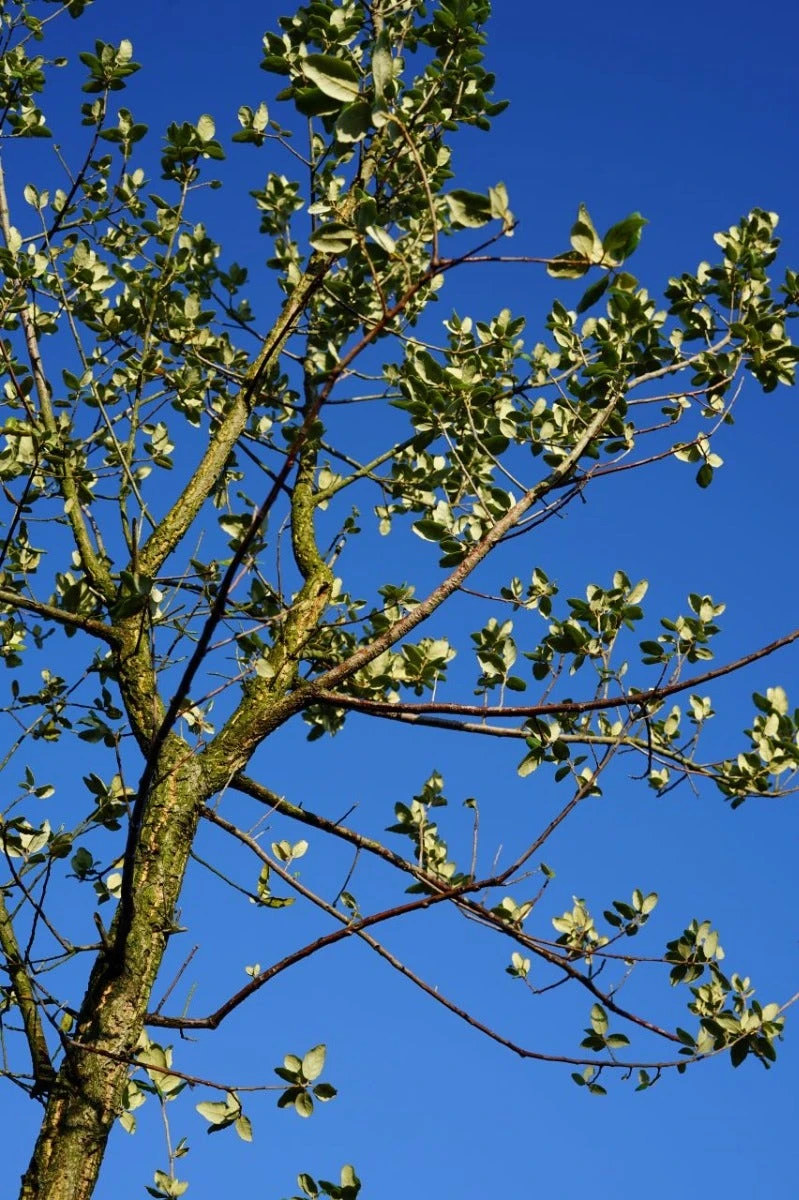 Kurkeik (Quercus Suber) 7 Kurkeik (Quercus Suber) - Afbeelding 5