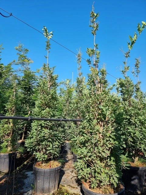 Zuileik (Quercus X Bimundorum 'Crimson Spire') 4 Zuileik (Quercus X Bimundorum 'Crimson Spire') - Afbeelding 2