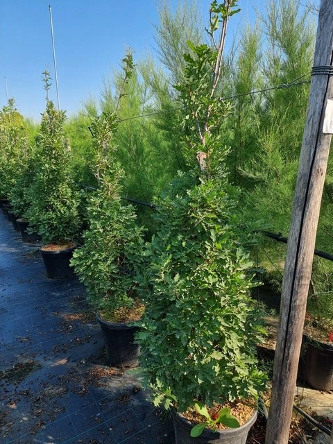 Zuileik (Quercus X Bimundorum 'Crimson Spire') 5 Zuileik (Quercus X Bimundorum 'Crimson Spire') - Afbeelding 3