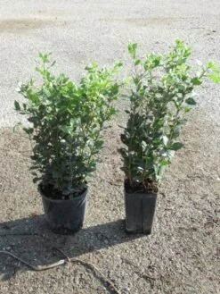 Steeneik Als Struik (Quercus Ilex) -Tuinplanten Winkel quercus ilex 1