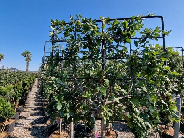 Steeneik Leirek Op Halfstam (Quercus Ilex) 5 Steeneik Leirek Op Halfstam (Quercus Ilex) - Afbeelding 3