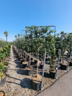 Steeneik Leirek Op Halfstam (Quercus Ilex) 9 Steeneik Leirek Op Halfstam (Quercus Ilex) -Tuinplanten Winkel quercus ilex 100cm stam spaliera 4 1