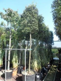 Steeneik Als Boom (Quercus Ilex) 35 Steeneik Als Boom (Quercus Ilex) -Tuinplanten Winkel quercus ilex 16 18 20ho cont. cylindervormig
