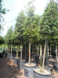 Steeneik Als Boom (Quercus Ilex) 36 Steeneik Als Boom (Quercus Ilex) -Tuinplanten Winkel quercus ilex 20 25ho c200