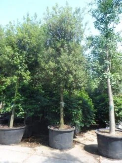 Steeneik Als Boom (Quercus Ilex) 37 Steeneik Als Boom (Quercus Ilex) -Tuinplanten Winkel quercus ilex 30 35 40ho cont