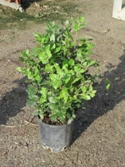 Steeneik Als Struik (Quercus Ilex) -Tuinplanten Winkel quercus ilex 60 80