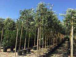 Steeneik Als Leiboom (Quercus Ilex) NU EXTRA VOORDELIG 19 Steeneik Als Leiboom (Quercus Ilex) NU EXTRA VOORDELIG -Tuinplanten Winkel quercus ilex 8 10 leivorm 1 1