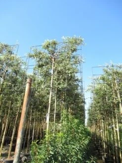 Steeneik Als Leiboom (Quercus Ilex) NU EXTRA VOORDELIG 17 Steeneik Als Leiboom (Quercus Ilex) NU EXTRA VOORDELIG -Tuinplanten Winkel quercus ilex 8 10 leivorm 2