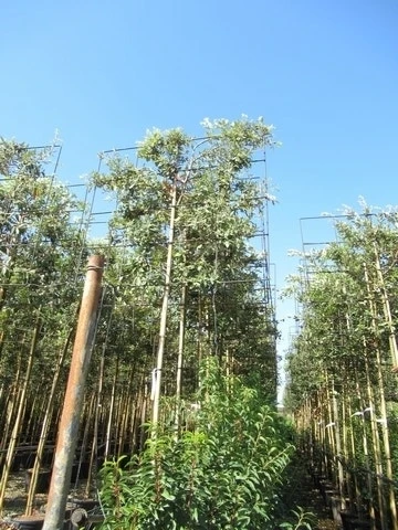 Steeneik Als Leiboom (Quercus Ilex) NU EXTRA VOORDELIG 9 Steeneik Als Leiboom (Quercus Ilex) NU EXTRA VOORDELIG - Afbeelding 7