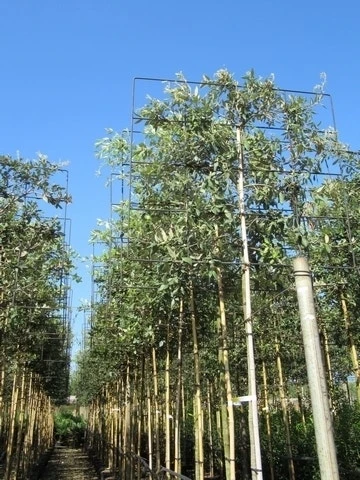 Steeneik Als Leiboom (Quercus Ilex) NU EXTRA VOORDELIG 6 Steeneik Als Leiboom (Quercus Ilex) NU EXTRA VOORDELIG - Afbeelding 4