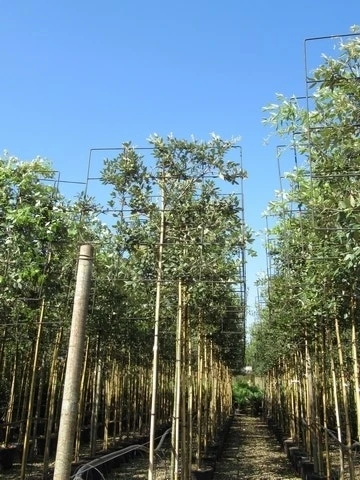 Steeneik Als Leiboom (Quercus Ilex) NU EXTRA VOORDELIG 7 Steeneik Als Leiboom (Quercus Ilex) NU EXTRA VOORDELIG - Afbeelding 5