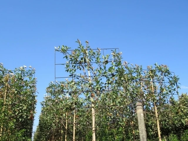 Steeneik Als Leiboom (Quercus Ilex) NU EXTRA VOORDELIG 8 Steeneik Als Leiboom (Quercus Ilex) NU EXTRA VOORDELIG - Afbeelding 6