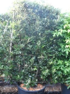 Steeneik Als Leivorm (Quercus Ilex) -Tuinplanten Winkel quercus ilex leivorm 200x120