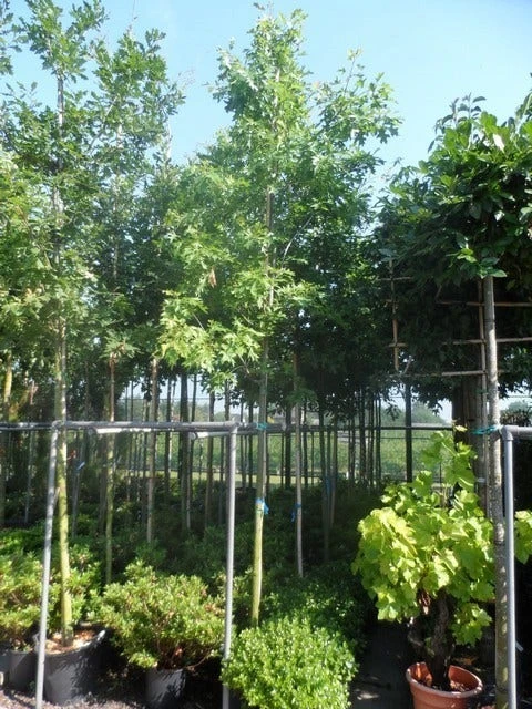 Moeraseik (Quercus Palustris) 6 Moeraseik (Quercus Palustris) - Afbeelding 4