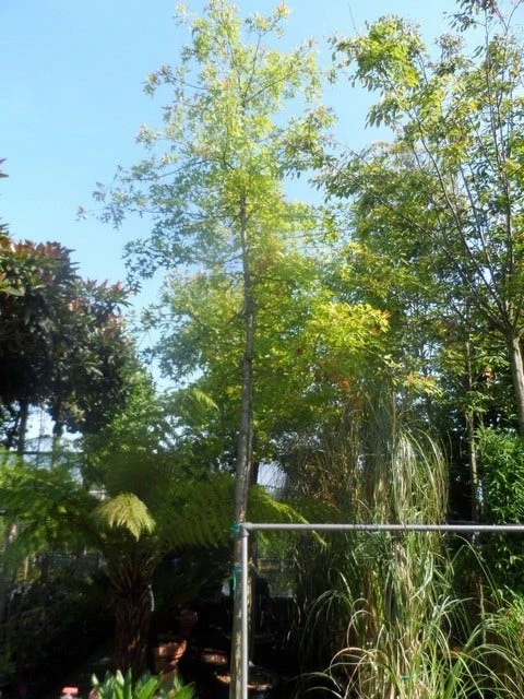 Moeraseik (Quercus Palustris) 7 Moeraseik (Quercus Palustris) - Afbeelding 5