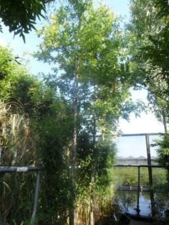 Moeraseik (Quercus Palustris) 15 Moeraseik (Quercus Palustris) -Tuinplanten Winkel quercus palustris 16 18ho cont