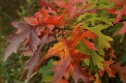 Moeraseik Als Dakboom (Quercus Palustris) 11 Moeraseik Als Dakboom (Quercus Palustris) -Tuinplanten Winkel quercus palustris 2