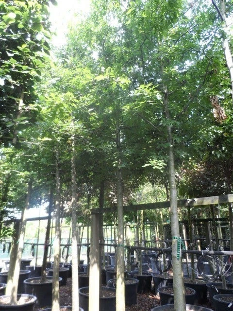 Moeraseik (Quercus Palustris) 9 Moeraseik (Quercus Palustris) - Afbeelding 7