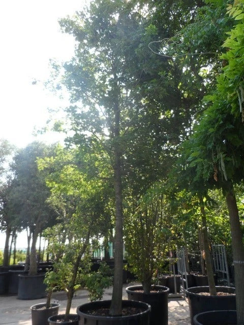 Moeraseik (Quercus Palustris) 10 Moeraseik (Quercus Palustris) - Afbeelding 8