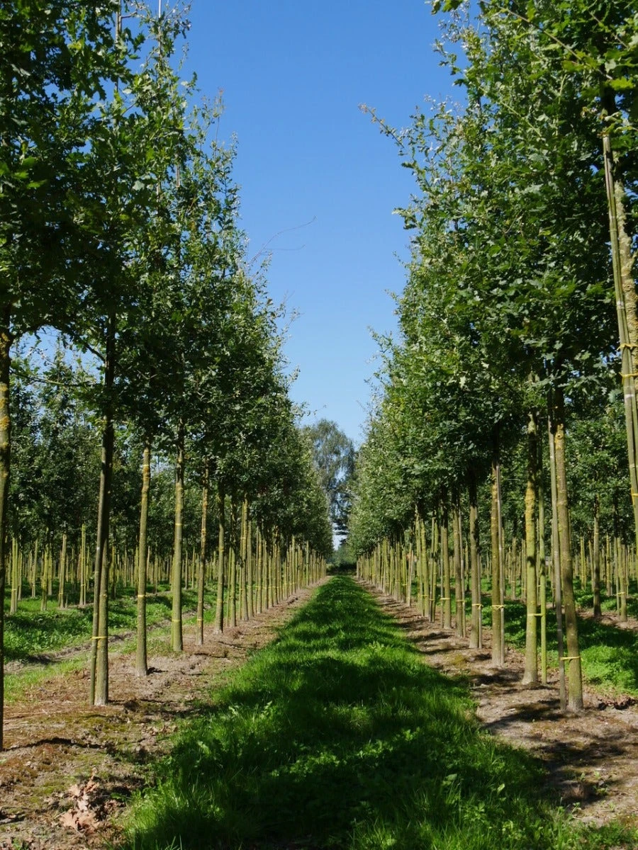 Grote Zomereik (Quercus Robur) 4 Grote Zomereik (Quercus Robur) - Afbeelding 2