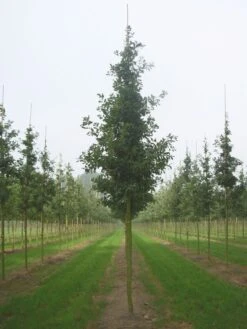 Grote Zomereik (Quercus Robur) 9 Grote Zomereik (Quercus Robur) -Tuinplanten Winkel quercus robur s 20 25