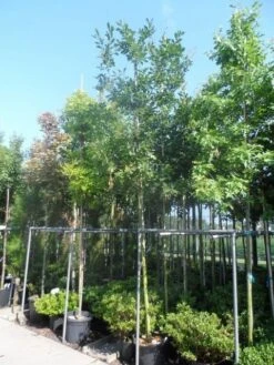 Zomereik (Quercus Robur) -Tuinplanten Winkel quercus robur 10 12 14ho cont