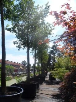 Zomereik (Quercus Robur) -Tuinplanten Winkel quercus robur 35 40ho c750 1