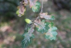 Zomereik (Quercus Robur) -Tuinplanten Winkel quercus robur eikenboom 1