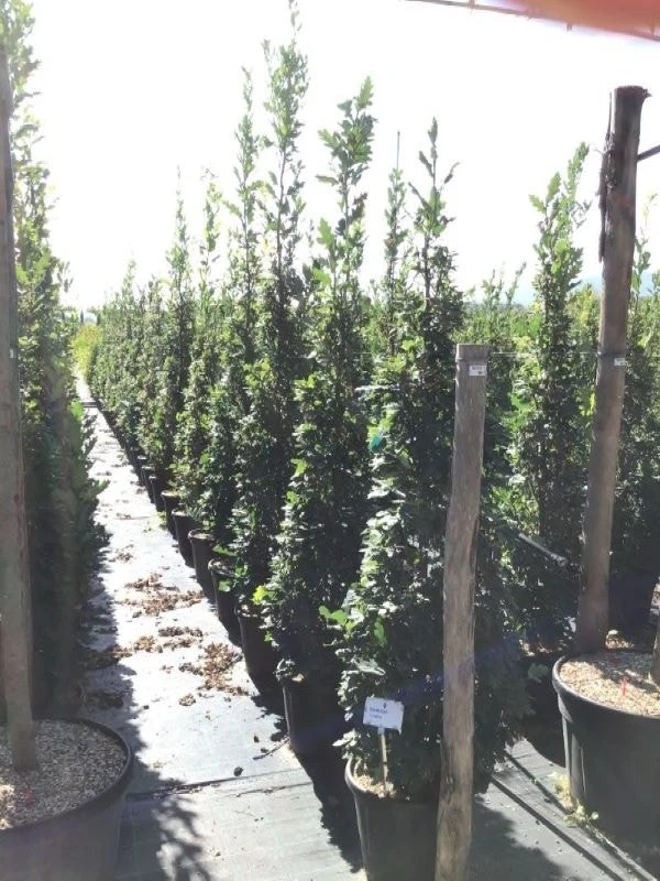 Zomereik Als Zuilboom (Quercus Robur 'Fastigiata') 9 Zomereik Als Zuilboom (Quercus Robur 'Fastigiata') - Afbeelding 7