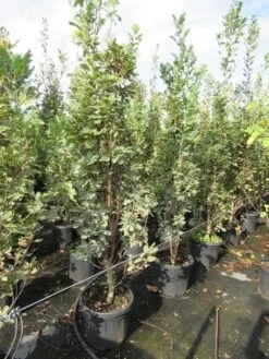 Zomereik Als Zuilboom (Quercus Robur 'Fastigiata') 14 Zomereik Als Zuilboom (Quercus Robur 'Fastigiata') -Tuinplanten Winkel quercus robur fastigiata koster 200 250