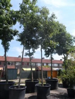 Amerikaanse Eik (Quercus Rubra)