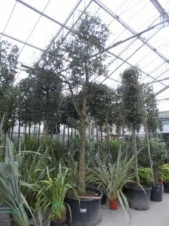 Kurkeik (Quercus Suber) 20 Kurkeik (Quercus Suber) -Tuinplanten Winkel quercus suber